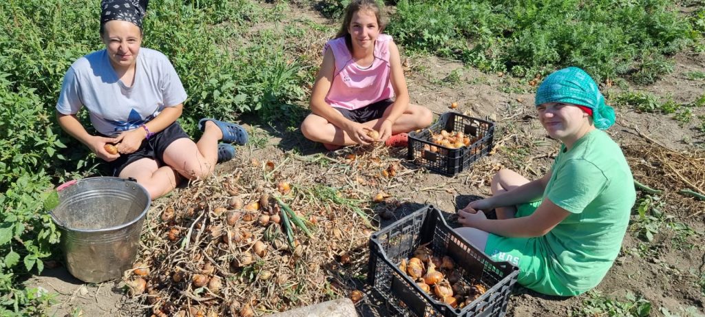 Drei junge Mädchen sitzen auf einem Feld und bearbeiten geerntete Zwiebeln