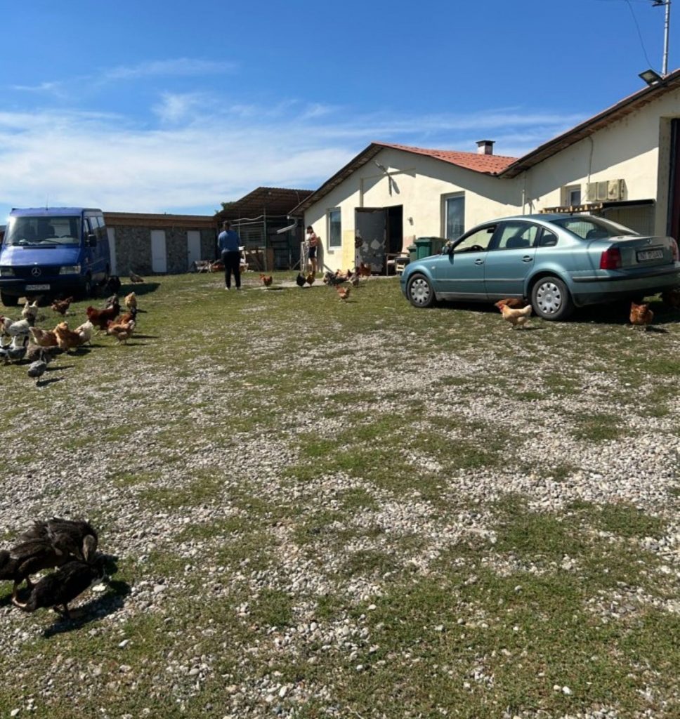 Mehrere Gebäude im Hintergrund, davor Hühner