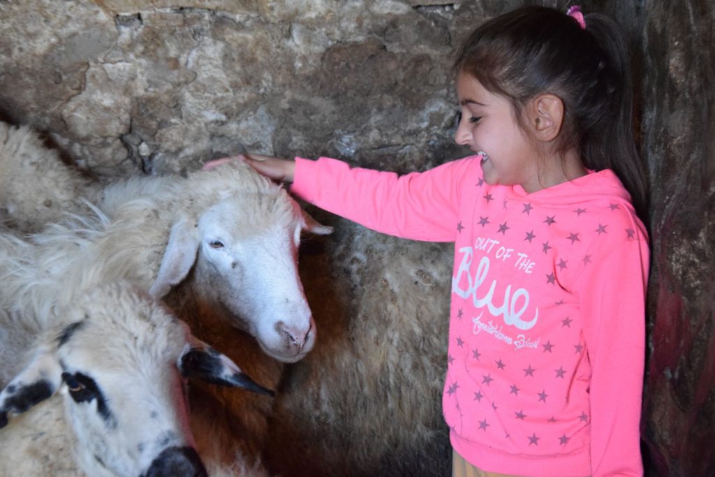 Ein Mädchen im rosa Shirt streichelt ein Schaf