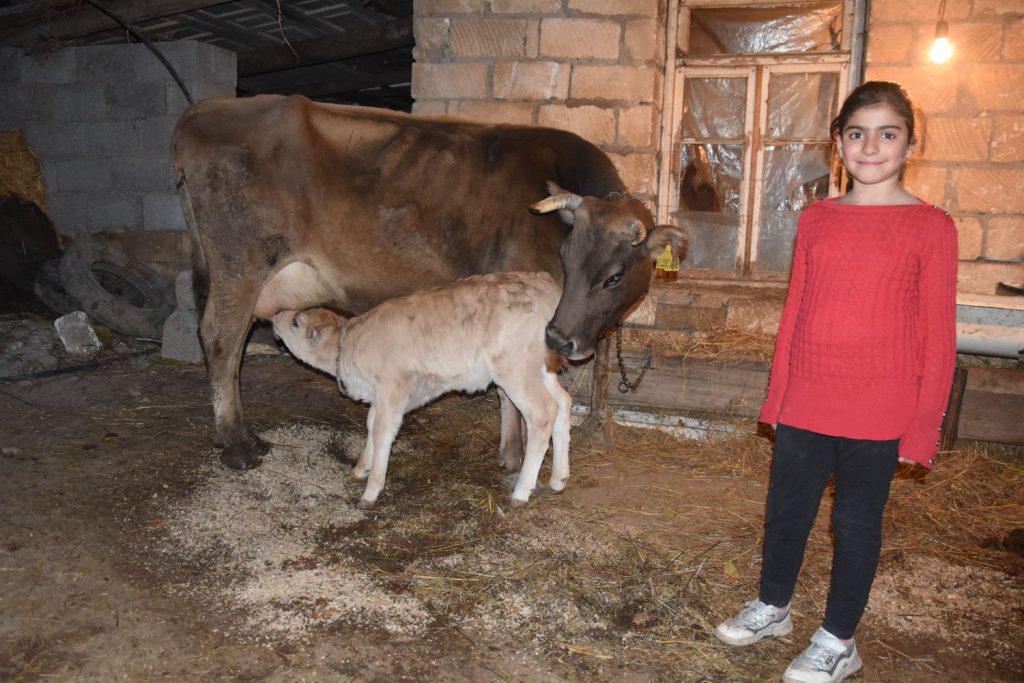 Ein Mädchen steht neben einer Kuh, die ihr Kalb säugt