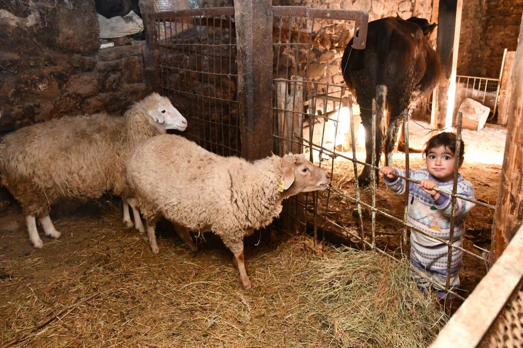 Ein kleines Kind steht in einem Stall, links sind zwei Schafe zu sehen
